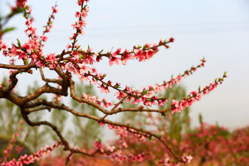 Blooming peach blossom, very beautiful