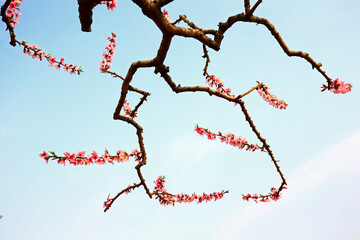 Blooming peach blossom, very beautiful