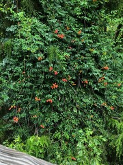 Palmetto Trail Peak South Carolina