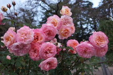 Light Pink Flower of Rose in Full Bloom
