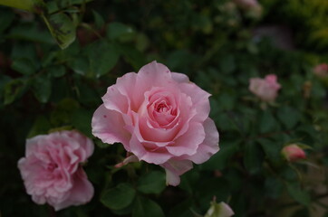 Light Pink Flower of Rose in Full Bloom
