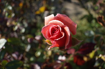 Light Pink Flower of Rose in Full Bloom
