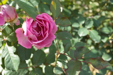 Light Pink Flower of Rose in Full Bloom
