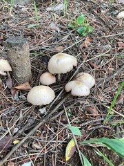 Fototapeta premium mushroom in the forest