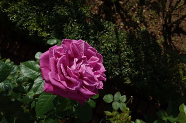 Light Pink Flower of Rose in Full Bloom
