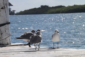 Obraz premium Gaviotas esperando alado del mar 