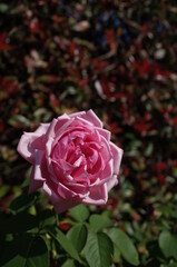 Light Pink Flower of Rose in Full Bloom
