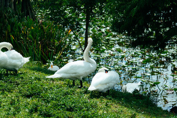 Swan at Lake Morton at city center of lakeland Florida	