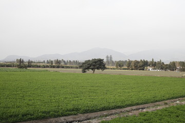 Campo verde con árbol en atardecer gris