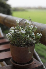 Detalle de flor en maceta.