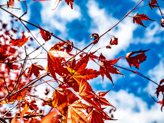 【秋イメージ】鮮やかな紅葉