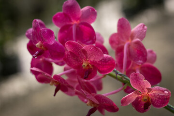 Red orchids of the philippines with water drops