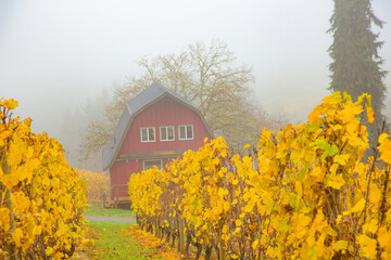A vineyard on a foggy day showing glorious fall colors and a red barn, near Salem, Oregon