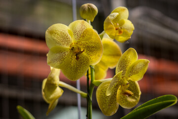 Fototapeta premium Yellow orchids with blurry background