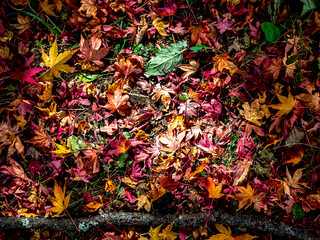 【秋イメージ】鮮やかな紅葉	
