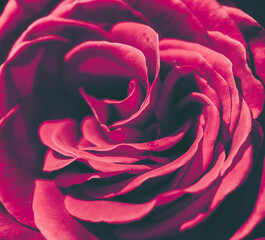 Naklejka premium Beautiful Rose on Vintage style; nature background