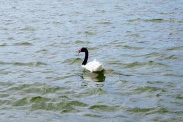 Swan at Lake Morton at city center of lakeland Florida	