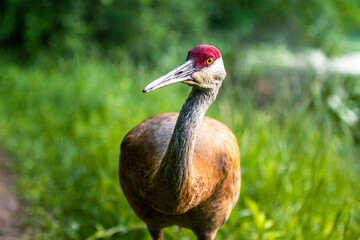 red crowned crane