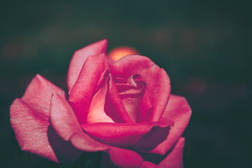 Beautiful Rose on Vintage style; nature background