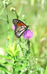 Monarch on Thistle