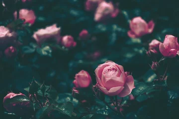 Schöne Rose im Vintage-Stil  Natur Hintergrund © joeycheung