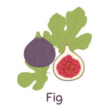 Figs Fruit. Vector Illustration EPS. 