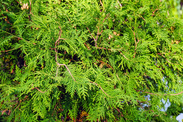 Green branches of juniper for the background. Selective focus