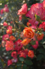 Orange blend Flower of Rose in Full Bloom

