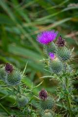 Distelblüte mit Insekt