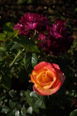 Orange blend Flower of Rose in Full Bloom
