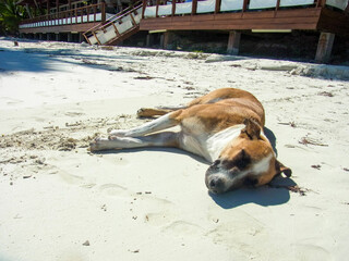 ビーチに寝そべる犬