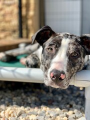 Portrait of puppy
