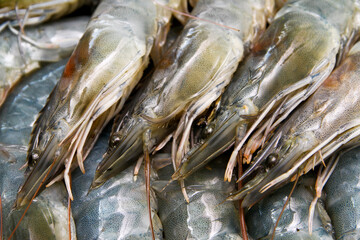 Close up of shrimp
