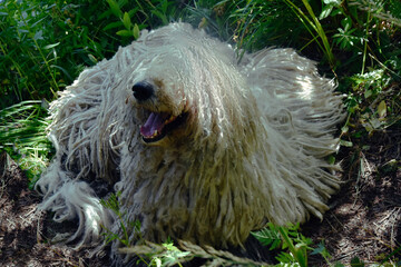 A large white shaggy stray dog in the mountains of North Ossetia. Dog is man's friend