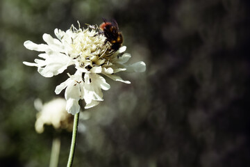 The honey bee sits on a white flower. Mountainous Ossetia. Low depth of field. Background blurred