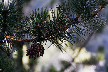Brown dry pine cone on a branch against a background of green forest. Low depth of field. The background is blurred.