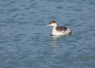 ミミカイツブリ