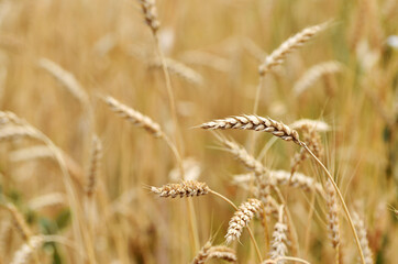 Obraz premium ripe wheat grains in ears on the field