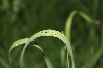 Gotas de agua sobre un hoja verde después de una tarde de lluvia