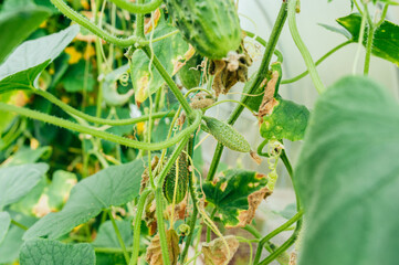 growing cucumbers in a greenhouse. edible plants in the home garden