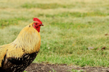 rooster in the countryside against the background of grass with copy space