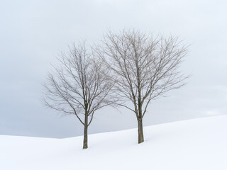 北海道　雪　２本の木