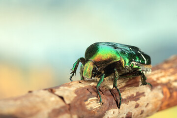 large beetle on the stem