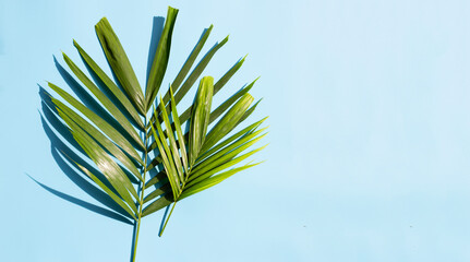 Tropical palm leaves on blue background. Enjoy summer holiday concept.