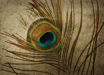 peacock feather close up