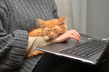 red furry kitten is lying in the hands of a hostess who works at a computer at home on self-isolation