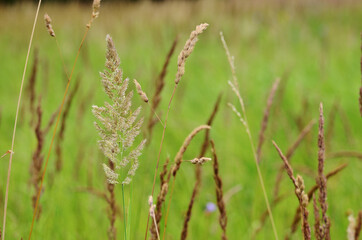 field grass a large pale in the countryside
