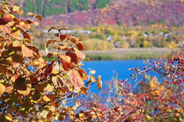Uncultivated fall season nature . Autumnal scenery with river and Hawthorn branches