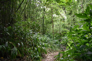 green leaves of a tree