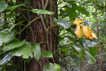 banana plantation in the garden